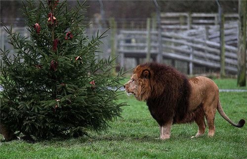320名圣誕老人集體沖浪？八一八圣誕節(jié)奇聞趣事
